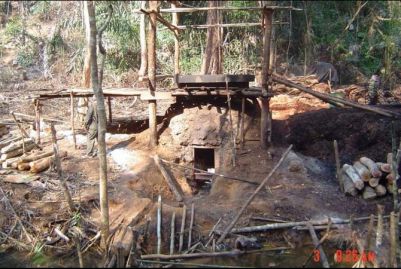 Sassafras Oil Harvested to make Ecstasy