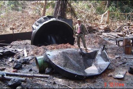 Sassafras Oil Harvested for Ecstasy