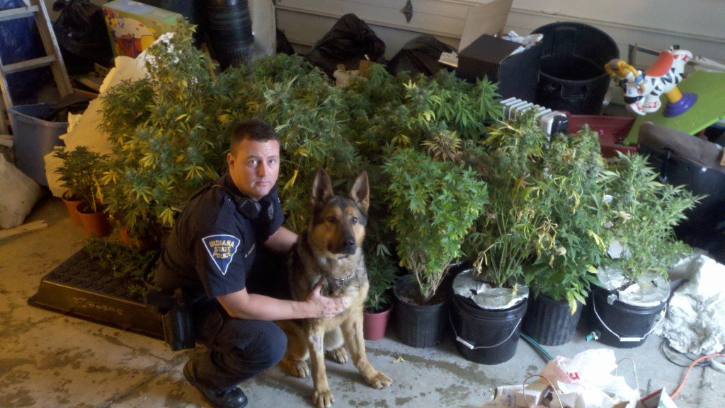 DEA Marijuana Ruling