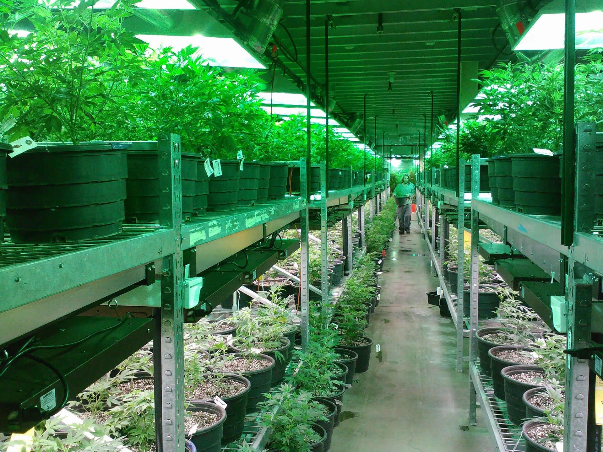 Marijuana (Almost) Legalized in Washington State