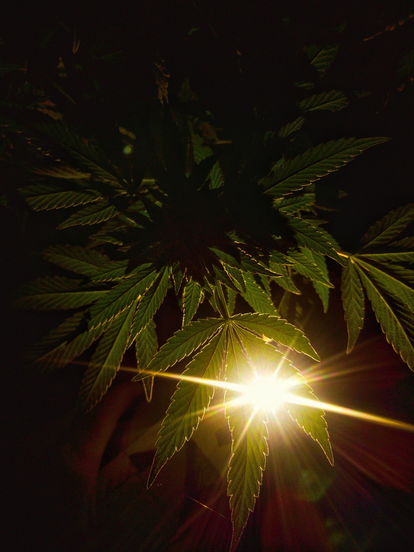 U.S. Marijuana Legalization has Murky Influence at Home and Abroad