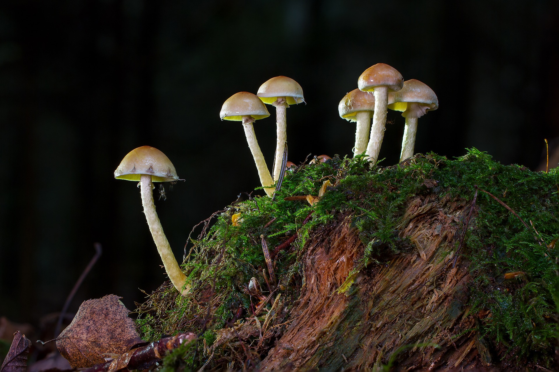 Drug Regulations Obstruct “Magic Mushrooms” Trial
