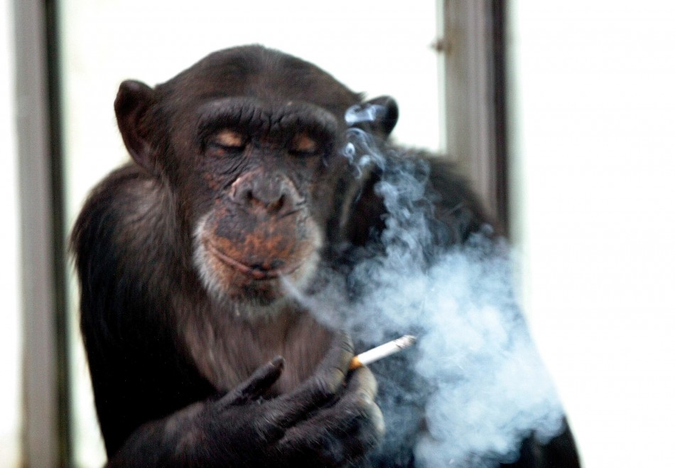 Russian Chimp Sent to Rehab for Alcohol and Cigarette Addiction