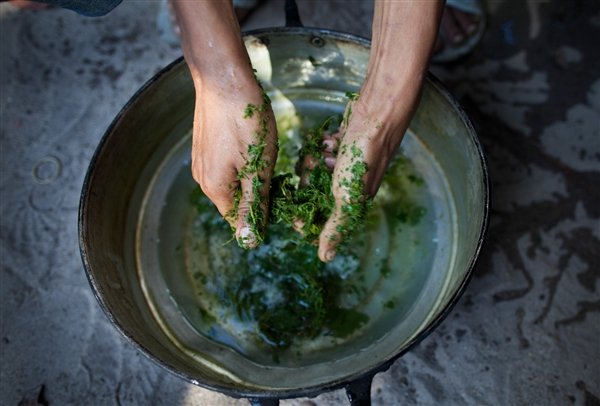 The Rising Popularity of Kratom Spurs Concern Over Legality