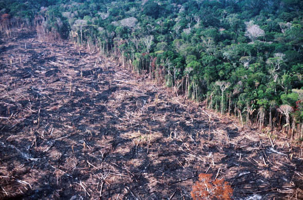 New Link Between Narcotics and Deforestation